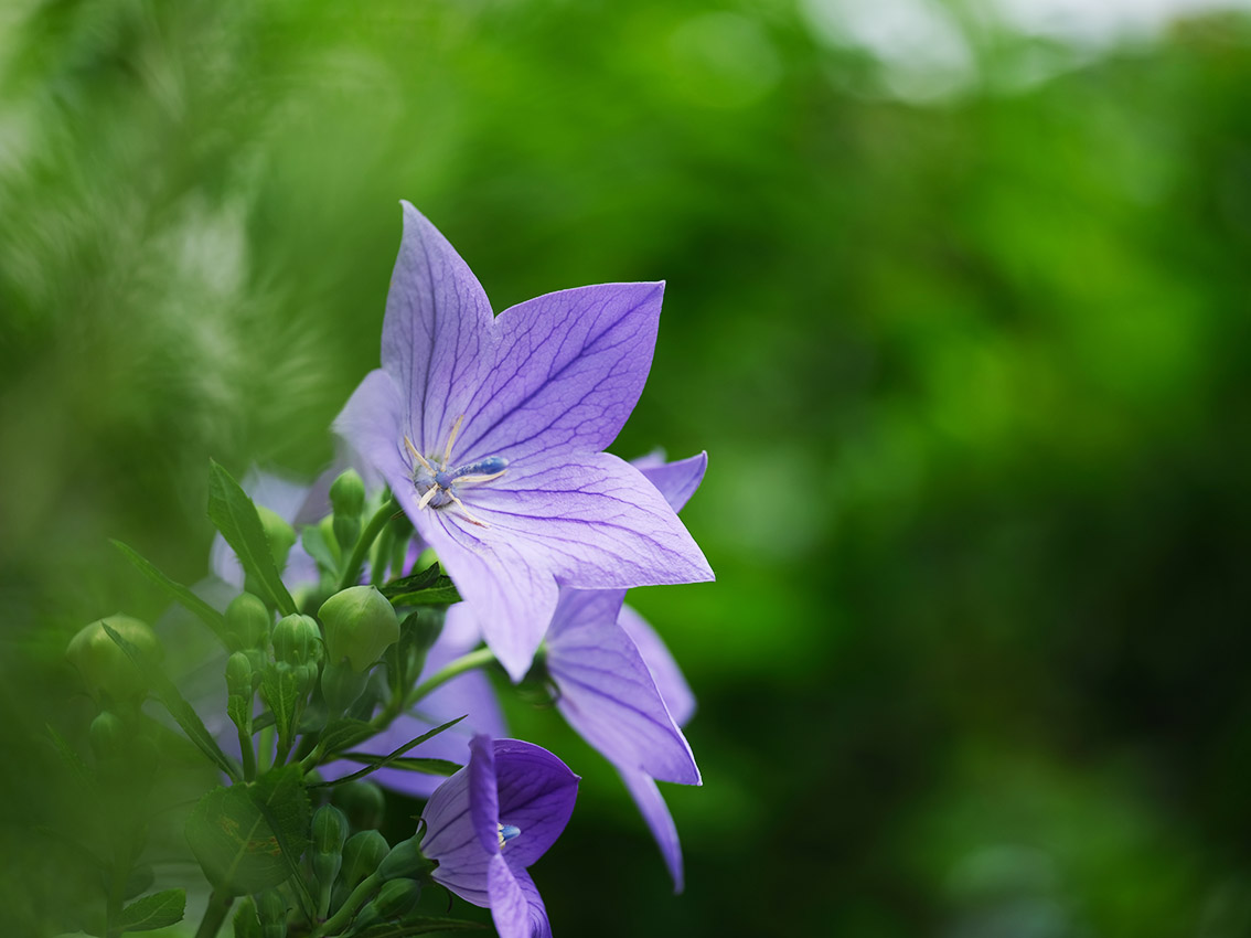 ↑は近所の花をGFX50Sで撮ったものです。