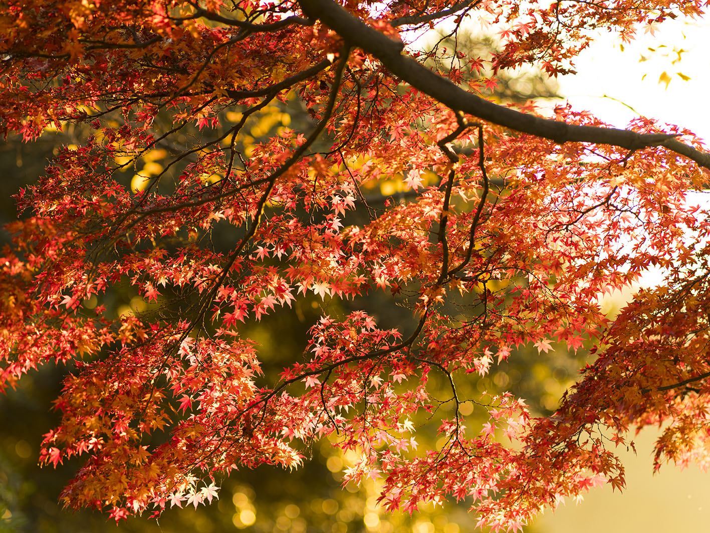 GFX50S +sonnar 210mm 撮影データ ISO100 F4 1/100 